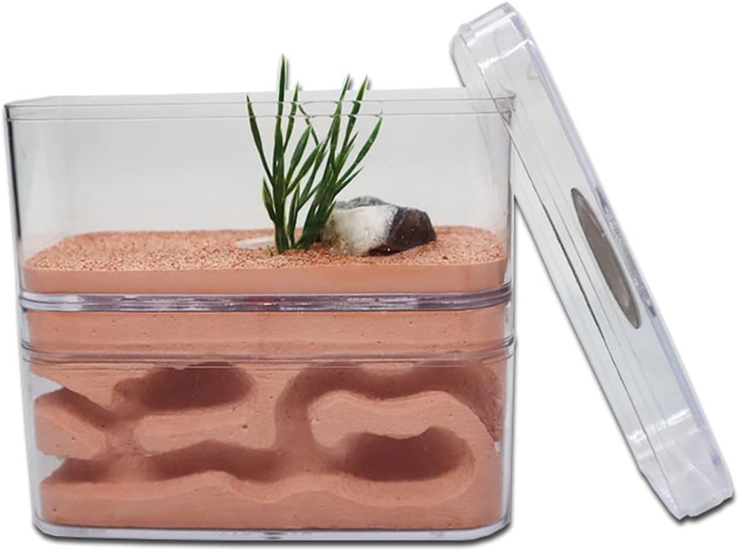 Ameisenfarm-Boxen, Ameisenfarm mit Futterplatz, Ameisennest aus Gips, Schaukasten, Ameisenkönigin, Brutstätte for Insekten, Ameisenhaufen, Werkstattzubehör