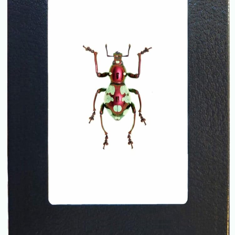 BicBugs Pachyrrhynchus purpureus red Green Weevil Beetle Philippines