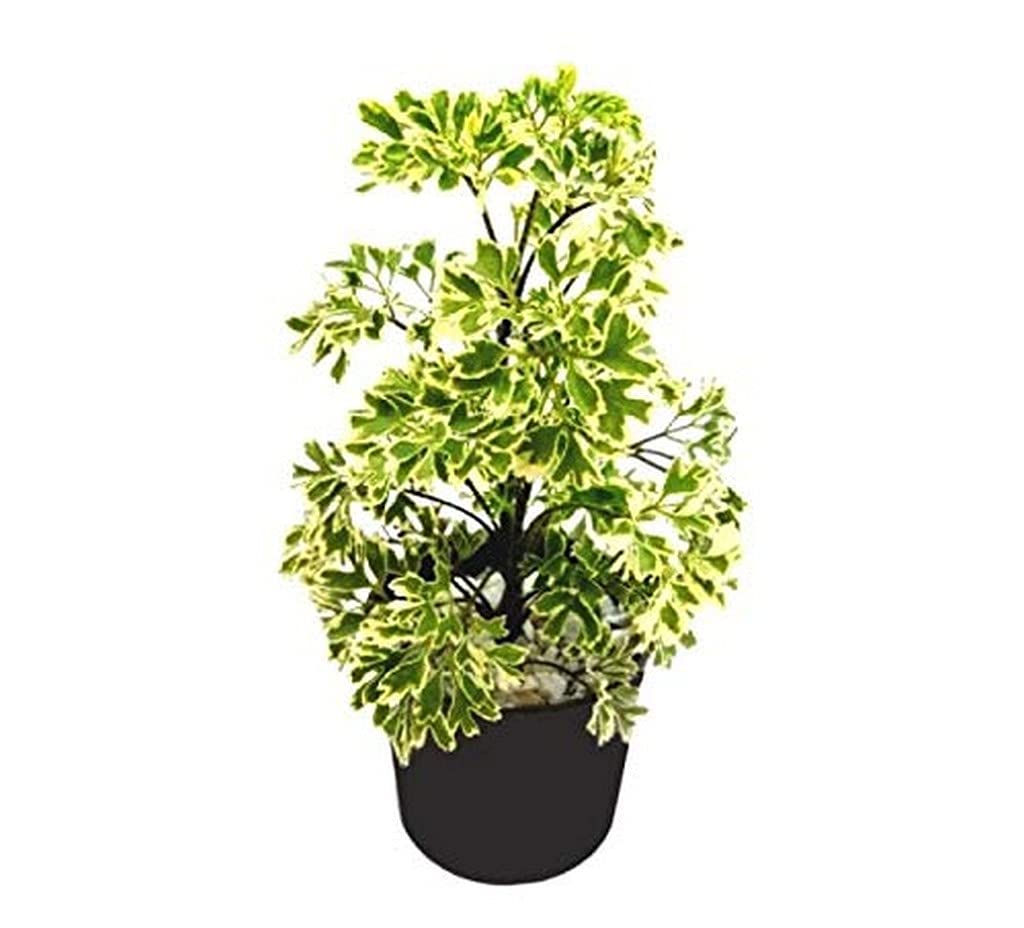 Creative Farmer Plants Live Aralia Snow Top/Arelia Miniature White Indoor/Outdoor Decorative Plant Indoor Easy To Take Care Of (Healthy Plant) (B09HCQRD66) Amazon Price History, Amazon Price Tracker