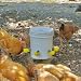 Chicken Water Cups (8 Pack), Automatic Chicken Waterer, Anti-Leak System, Holds 50% More Water, Suitable for Chicks, Chicken, Duck, Quail, Turkey