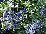 Top Hat Dwarf Blueberry Plant Live 3 to 6 inches for Planting Outdoors