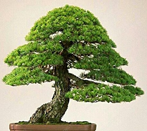 Semi Di Pino Rosso Giapponese, Pinus Densiflora - Bonsai Del Mercato - Foto 9