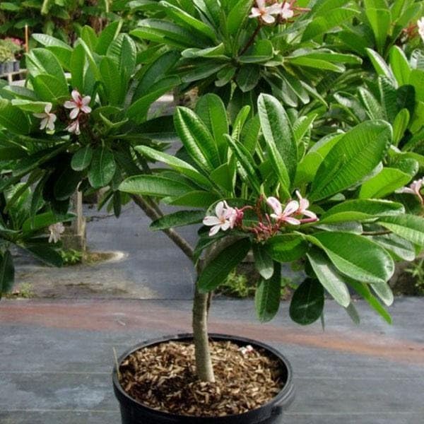 Image of Champa Plumeria Pink Live Plant | Frangipani Pink Flower Plant with Pot | Live Ornamental Flowering Plant for Home Garden Balcony Terrace