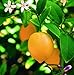 2 limoneros (Pack) - maceta C17