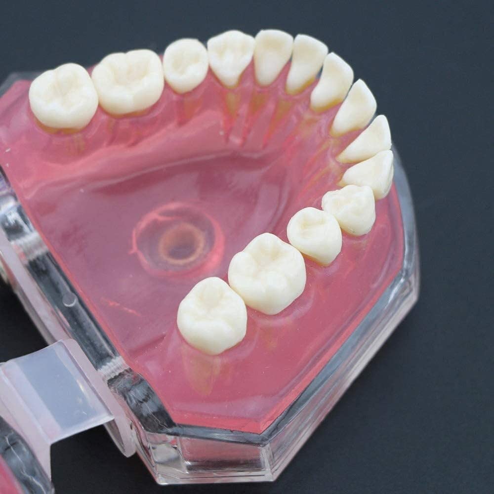Modèle D'organe Dentaire Modèle Standard avec Dents Amovibles Étude Dentaire Modèle Anatomique