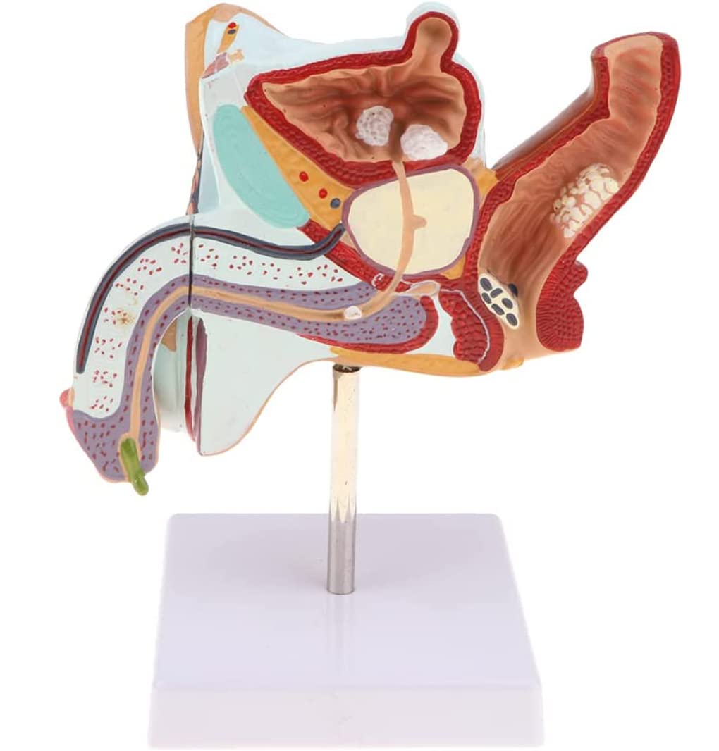Męski patologia moczu model anatomiczny męski układ rozrodczy uraz narządów płciowych nauczanie do demonstracji edukacji