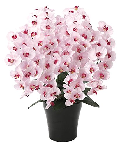 Amazon｜光触媒 造花 光の楽園 プレミアム胡蝶蘭7本立P 656A250｜造花