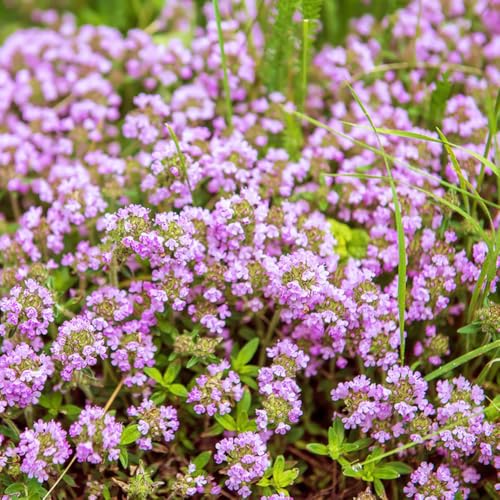 Tomillo rastrero semillas de semillas de decoración Tomillo silvestre bonsái interior jardín interior perennes decoración sala estar cortadas silvestres 250pcs