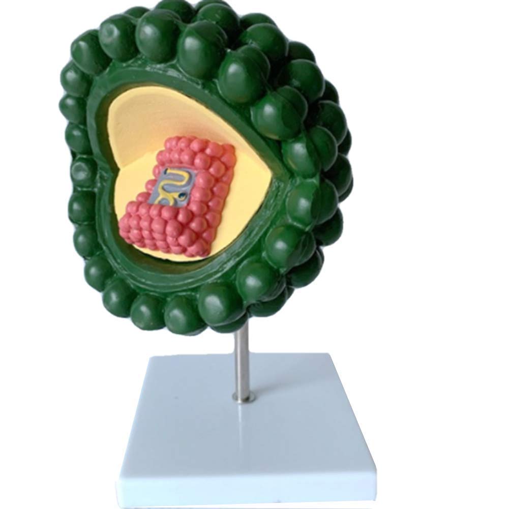 RIMOAL HIV Model Virus Amplification Model Virus Anatomy Virus Structure Virology Research