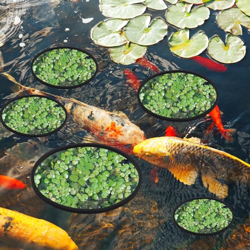 Image of 5 PCS Aquarium Feeding Ring Floating Feeder Ring Floating Plant Corral Aquarium Floatings Plant Rings Fish Feeder Rings for Fish Tank 5 Sizes Round Plants Corral for Keeping Plants in Place (Black)