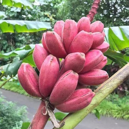 bananensamen säulenobst garten hochbeet winterharte kübelpflanzen zimmerbonsai bonsai pflanzendeko bananenbaum baumsamen winterharte stauden mehrjährig spalierobst biosaatgut bananen 20samen