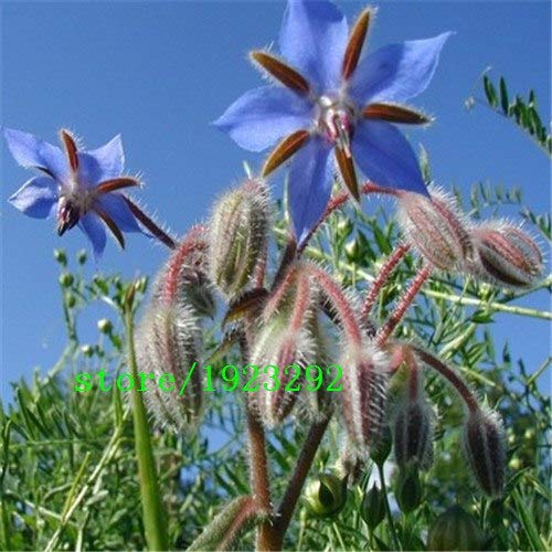 Borretsch Samen – Die 15 besten Produkte im Vergleich &amp; Angebote ...