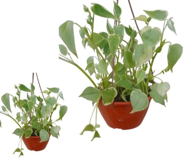 2 Mudas Peperomia Scandens Variegata – Planta Pendente Ornamental...