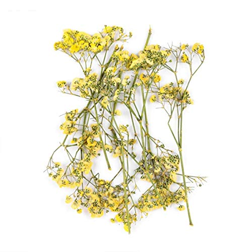 Flores Secas 10 Piezas para Artesanía y Decoración miniatura 1