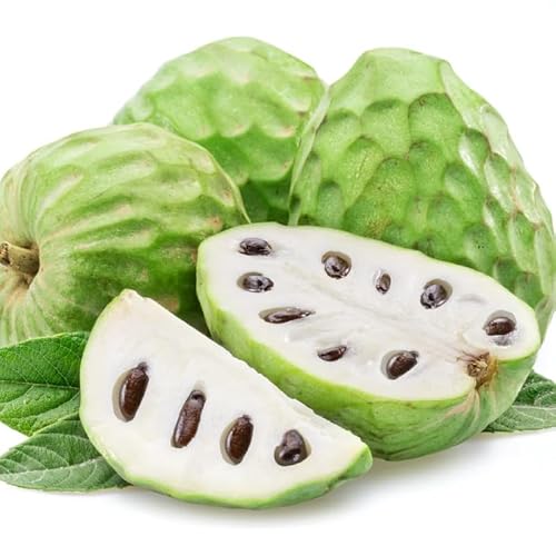 Cherimoya Sugar Apple Tree Live Plant, 2-3 Ft in One Gallon Pot, 2 Years Old Tree Annona Squamosa Soursop Like, Outdoor Spring Tropical Fruit Planting - Thumbnail 2