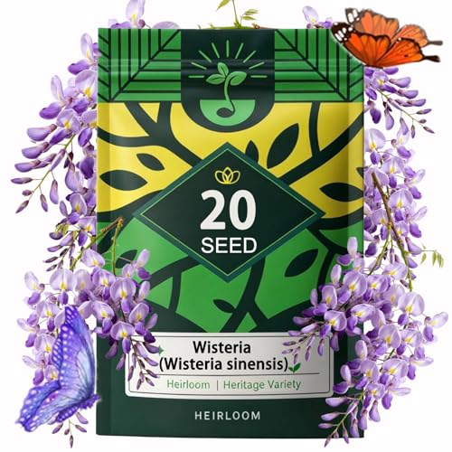 Wisteria Seeds (Wisteria Sinensis) Cascading Spring Blooms Spectacular Purple Flower Sea Long-Lived Climbing Plant Perennial Vine Nectar Source Plant Pack of 20 Seeds