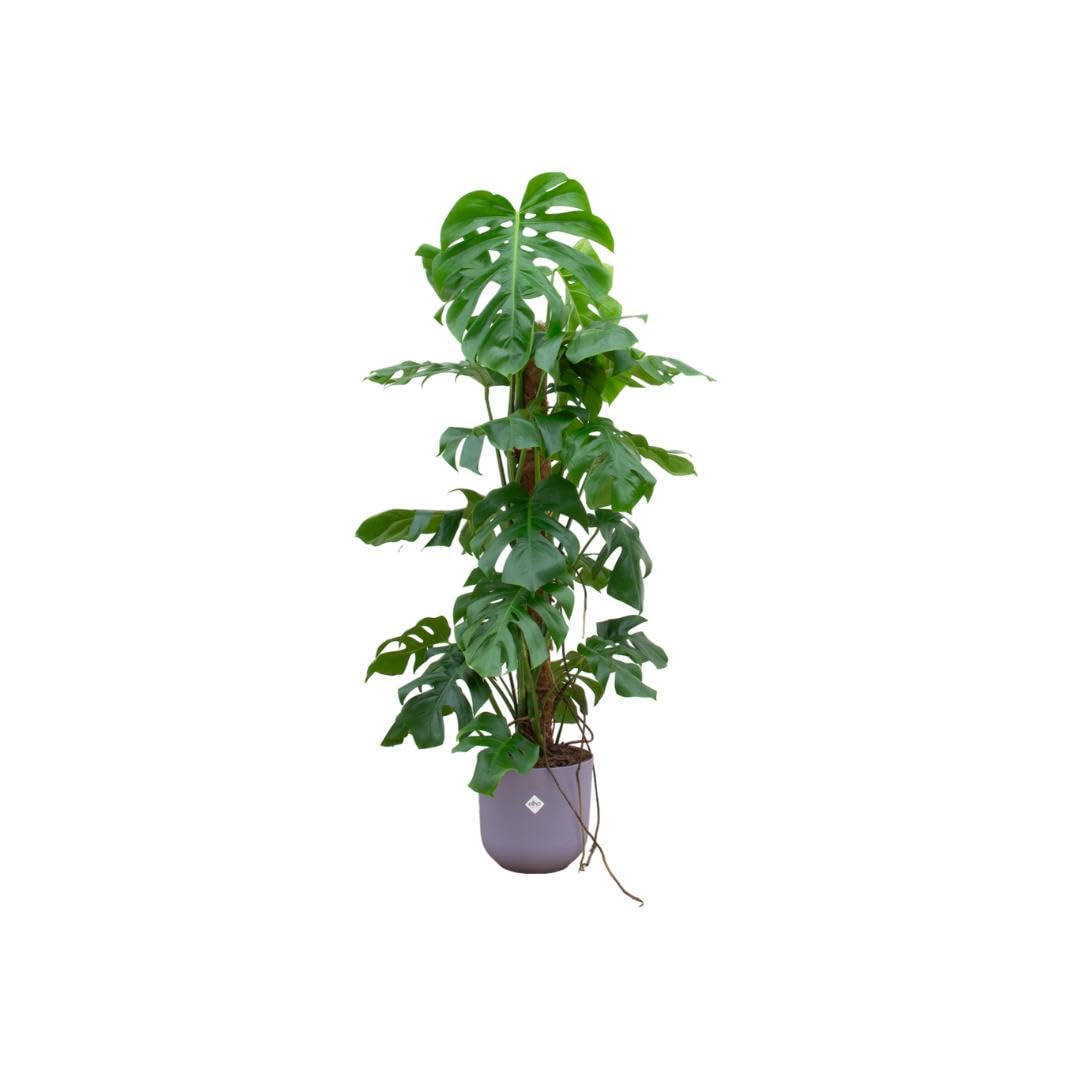 Kombi Deal - Monstera Pertusum XL inkl. Elho Vibes Fold Round Ø30 pink - 120 cm