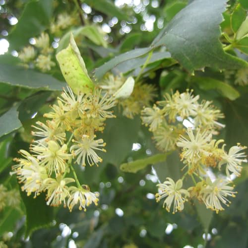 Aceite Esencial 100% Puro de Linden Blossom 18ml miniatura 2