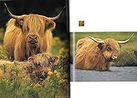 Highlanders 2912756421 Book Cover