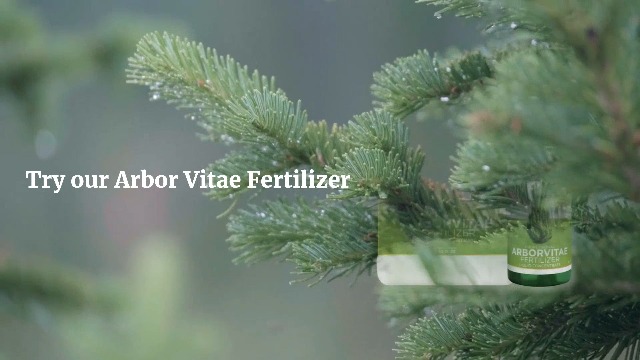 Amazon.com : Leaves and Soul Arborvitae Fertilizer 8 oz