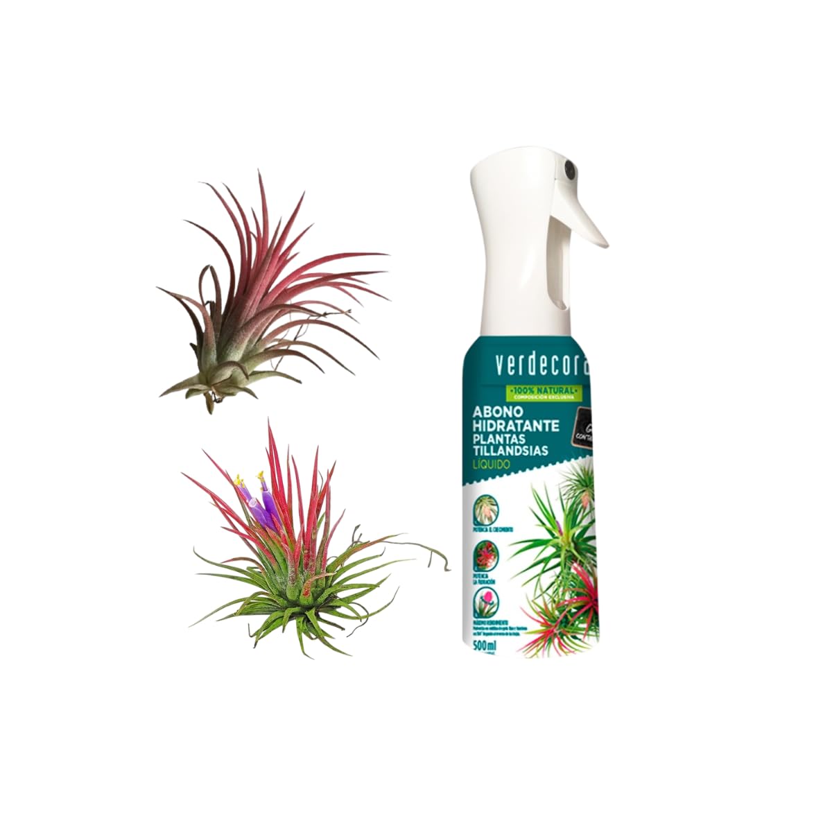Verdecora Tillandsia Roja + Abono Hidratante Tillandsias | Tillandsia Ionantha Rodd | Planta de Aire | Planta Natural de interior | No necesita tierra | 2 UNIDADES
