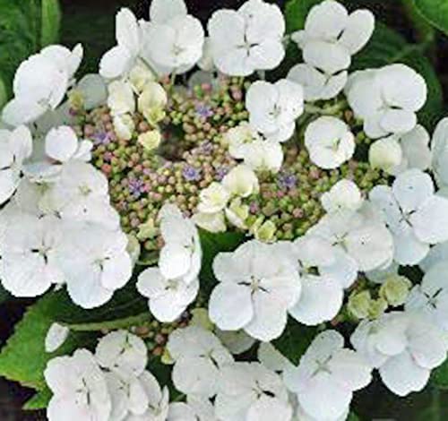 Hydrangea macrophylla Benxi 20-30 cm – Tellerhortensie mit prächtigen Blüten – Ideal für Garten & Balkon