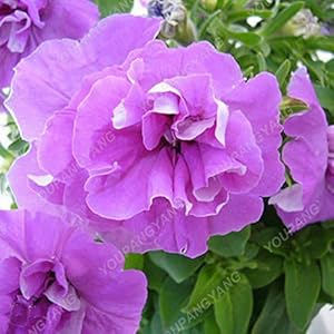 100pcs/bag attraenti misto semi della petunia Fiori esotici bonsai si mettono una migliore fruizione fai da te Casa & Giardino Piante In Bonsai Red: Only Seeds