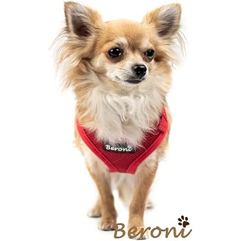 chihuahua rattler mix