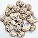 PEPPERLONELY 20PC Babylonia Spirata Hermit Crab Sea Shells, 1-1/4 Inch ~ 1-3/4 Inch