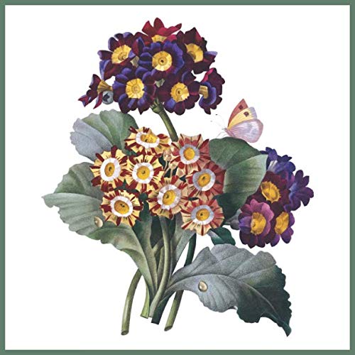 Notizbuch Primel: Blanko notebook, 150 Seiten, Soft cover, (21,5 cm x 21,5 cm)