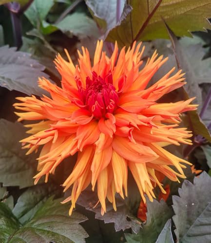 BALDUR Garten 1x Dahlie Iron in the Fire Knolle in Größe I leuchtstarke Blüten lang blühend & mehrjährig auffälliges bronzefarbenes Laub Schnittblume pflegeleicht