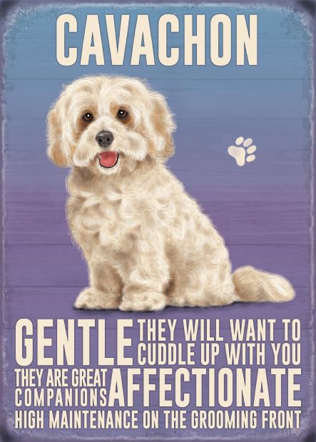 Small (150 x 200mm) Metal Sign - Cavachon, 15 x 20 cm