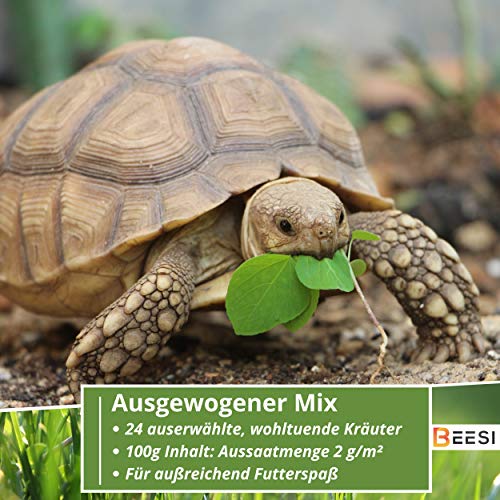 BEESI100g Schildkröten Samenmischung für Futterpflanzen inkl. Aussaat Anleitung, Kräuter