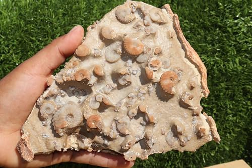 Image of Ammonites & Gastropods Plate Cretaceous Fossils Fossils from Morocco Fossil Rock ammonites Fossil from Morocco A117