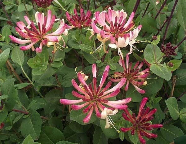 Plant Theory 60cm Honeysuckle Cane Lonicera periclymenum Rhubarb and Custard Burgundy Flowering Vine Climbing Plant 3L Pot