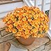 Daisy Artificial Flowers for Outdoors Decoration, 6 Bundles Fake Plants Flowers Bouquet Faux Flowers for Outdoor Planter Look Real UV Resistant Silk Flowers for Outside Front Door Porch Patio, Orange