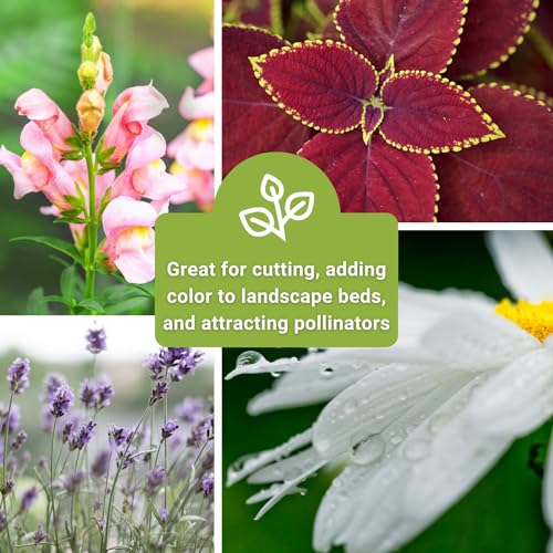 Sow Right Seeds - Large Flower Seed Collection - Coleus, Carnation, Daisy, Calendula, Alyssum, Echinacea, Lavender, Snapdragon & Zinnia - Non GMO Heirloom Seeds for Planting - 10 Packets - Image 5