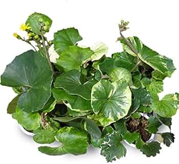 51yOE6psLSL._AC_UF350,