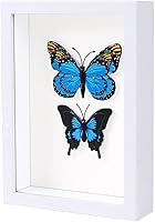 Vista 13 de KAPIX Caja Expositora Shadow Box Pequeña de 4x6 Pulgadas con Marco de Fotos de Vidrio Real, Caja de Exhibición de Madera Profunda para Flores