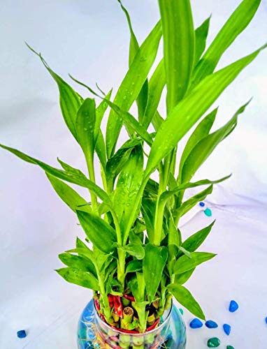 Image of PlantaZee Samrat Nursery Prime 2 Layer Lucky Bamboo Plant with Big Round Glass Pot with Color Jelly /Crystal Ball (Green)