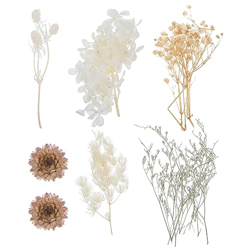 Flores prensadas secas para manualidades natural decorativas