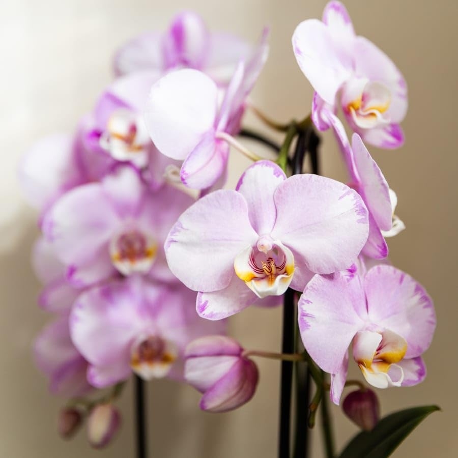Orquídea rosa Niagara Falls en maceta rosa de 12 cm de diámetro, Planta de interior Phalaenopsis con diseño de burbujas, orquídea fresca del cultivador, idea de regalo para casa y oficina