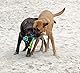 Dingo Mop Bungee Blau Mikrofaser mit Vanille Duft Ball Hundespielzeug Agility Apporte zum Spielen Tauziehen Beweglichkeit Wassertraining 15587-2