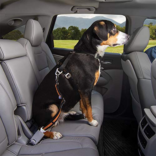 dog car seat tether