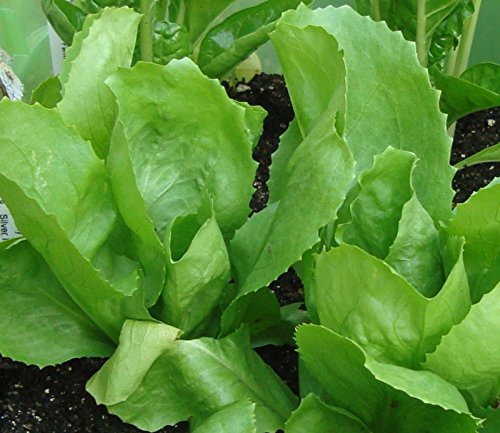 CSNCH 500 Seeds Escarole (Endive) - Batavian Full Heart - 2018
