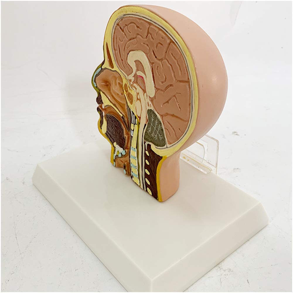 ERNZI Modello Anatomico della Testa - Modello Anatomico Umano del Viso della Mezza Testa - Modello Anatomico Umano Scientifico del Viso della Mezza Testa - per L'insegnamento Medico