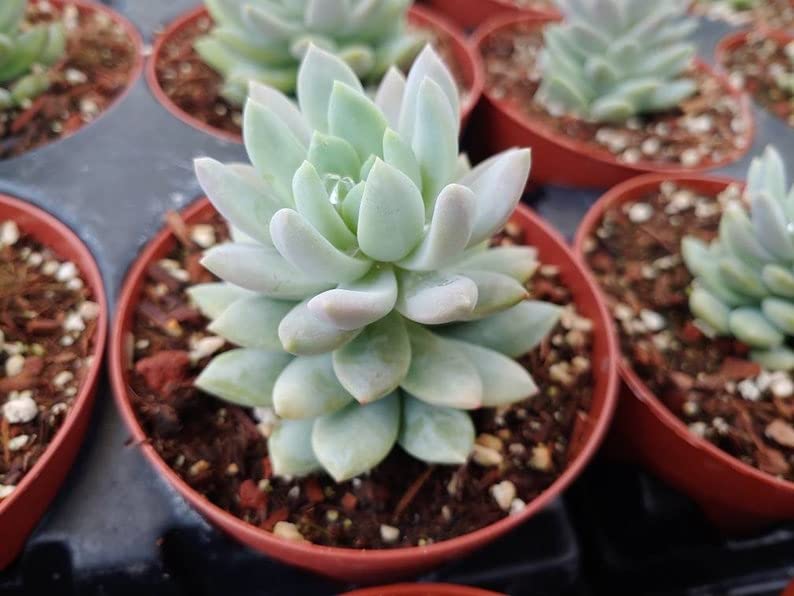 Sedeveria Lilac Mist 4"