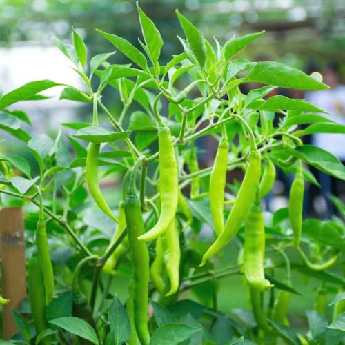 Image of Chilli Seeds inchHybrid inch For Home Gardening and Planting Organic inchChilli Seeds inch for Kitchen Garden, High Germination Rate, By Gromax India (Green Chilly)