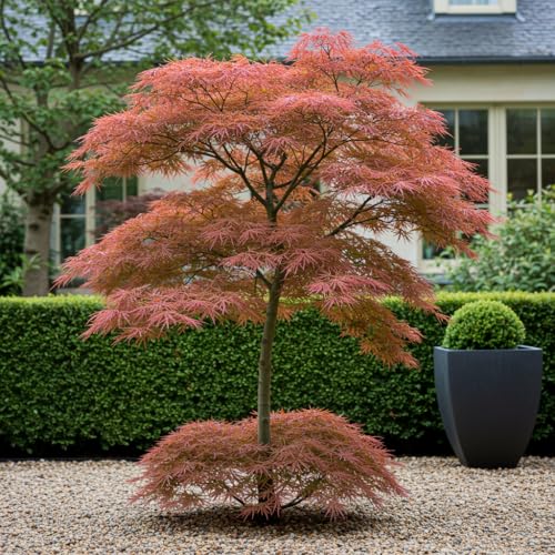 Acer palmatum Érable du Japon « Jerre Schwartz » - Rouge foncé - Plante de balcon et de jardin - Diamètre : 19 cm - Hauteur : env. 70 cm - Érable...