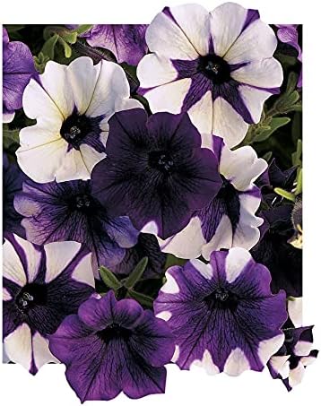 Park Seed Shock Wave Tie Dye Purple Petunia Seeds, Early-Blooming Self-Cleaning Variety with Lavender, Violet, and Bicolor Blooms, Compact and Weather Resistant, Pack of 10